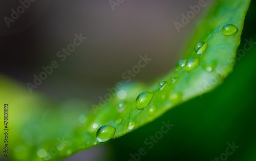 raindrops on fresh green leaves on a black background. Macro shot of water droplets on leaves