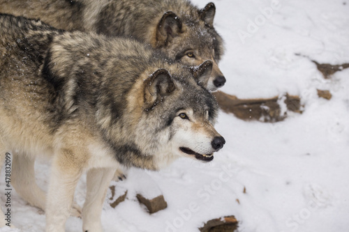 Tiber wolf in winter © Mircea Costina