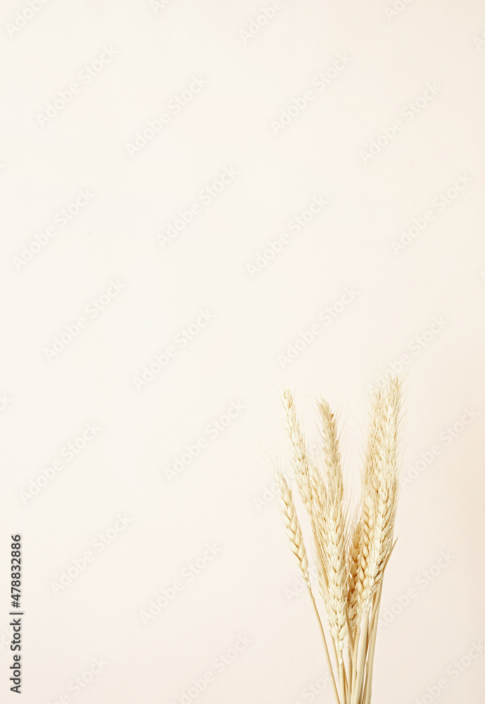 Close up of wheat spikes on beige background. Minimal neutral floral composition