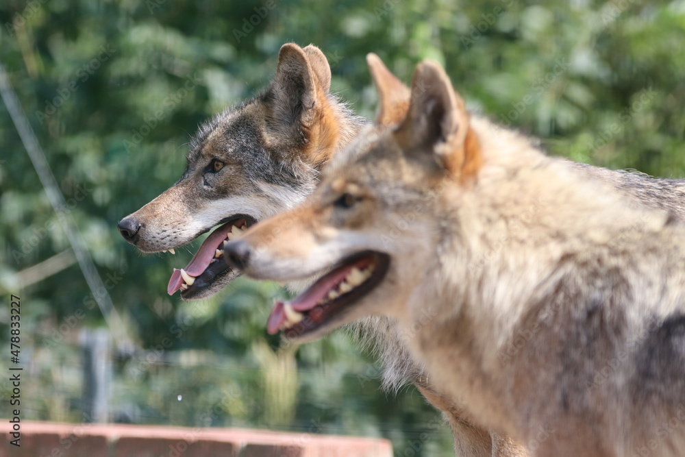 Fototapeta premium Impressive Shot of Wolves in Germany