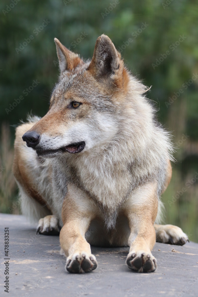 Impressive Portrait of a Wolf in Germany Impressive Portrait of a Wolf in Germany