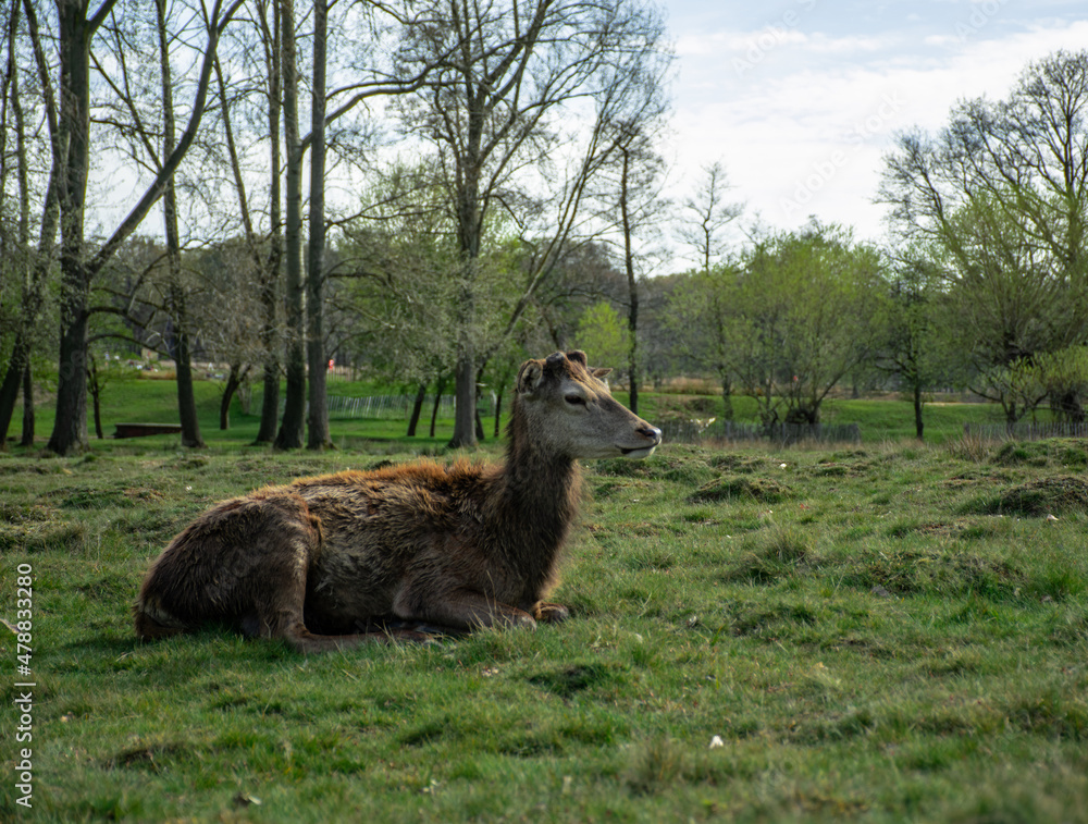 Fototapeta premium deer in the grass