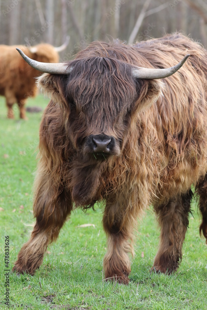 Impressive Scottish Highland Cattle with long Horns Impressive Scottish Highland Cattle with long Horns