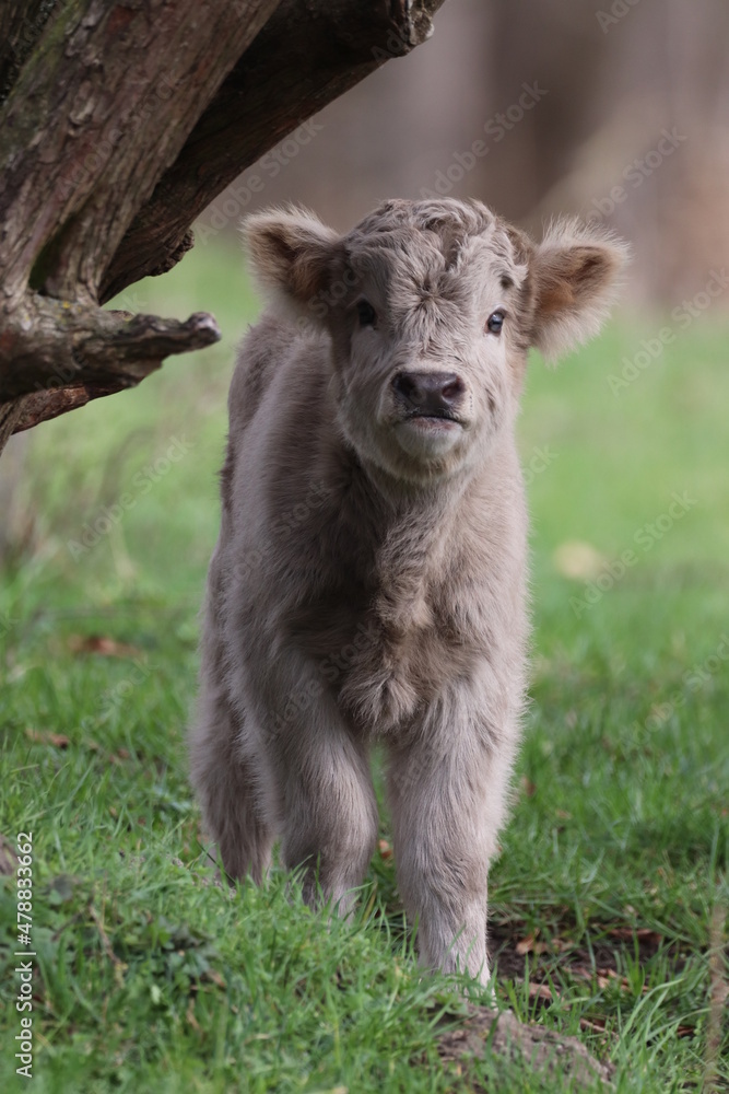 Obraz premium Cute Scottish Highland Cattle Calf 