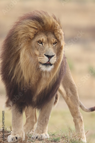 Majestic Male Lion in South Africa