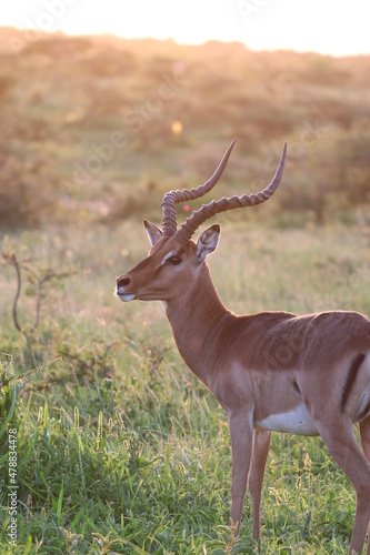 Impressive Impala in Sunset, Kruger National Park, South Africa © SteffenTravel