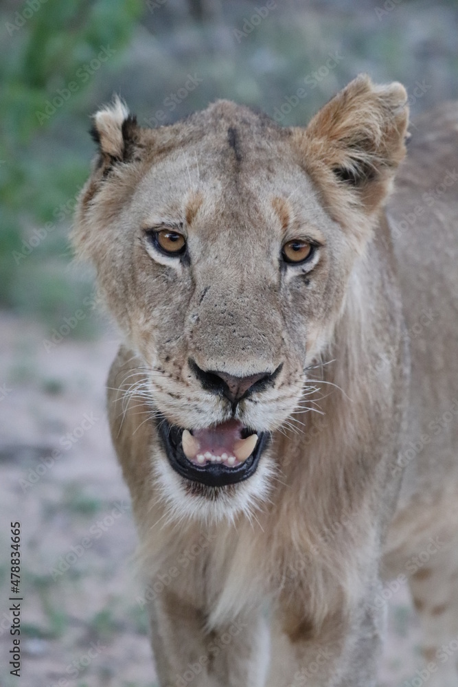 Beautiful young male Lion in the Krueger National Park Beautiful young male Lion in the Krueger National Park