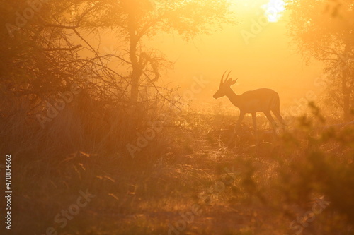Impala in the Sunset in Krueger National Park © SteffenTravel