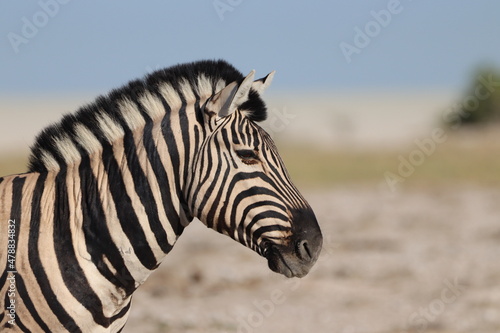 Impressive Zebra Stallion in Etosha National Park  Namibia