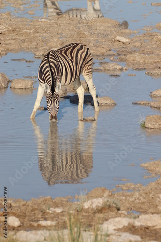 Drinking Zebra in Etosha National Park  Namibia