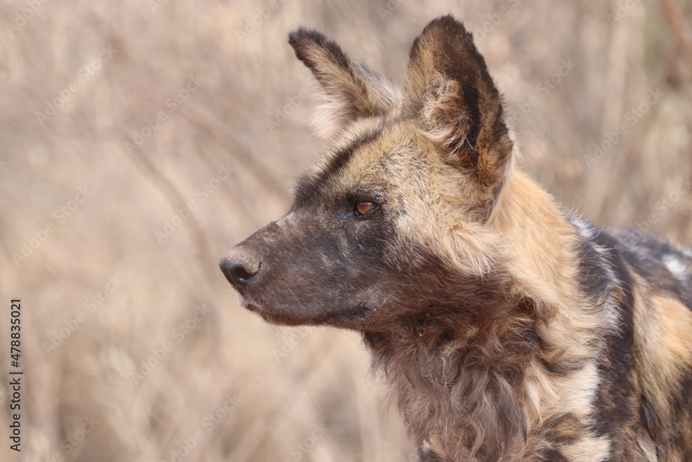 Impressive Capture of African Wild Dog in Namibia Impressive Capture of African Wild Dog in Namibia