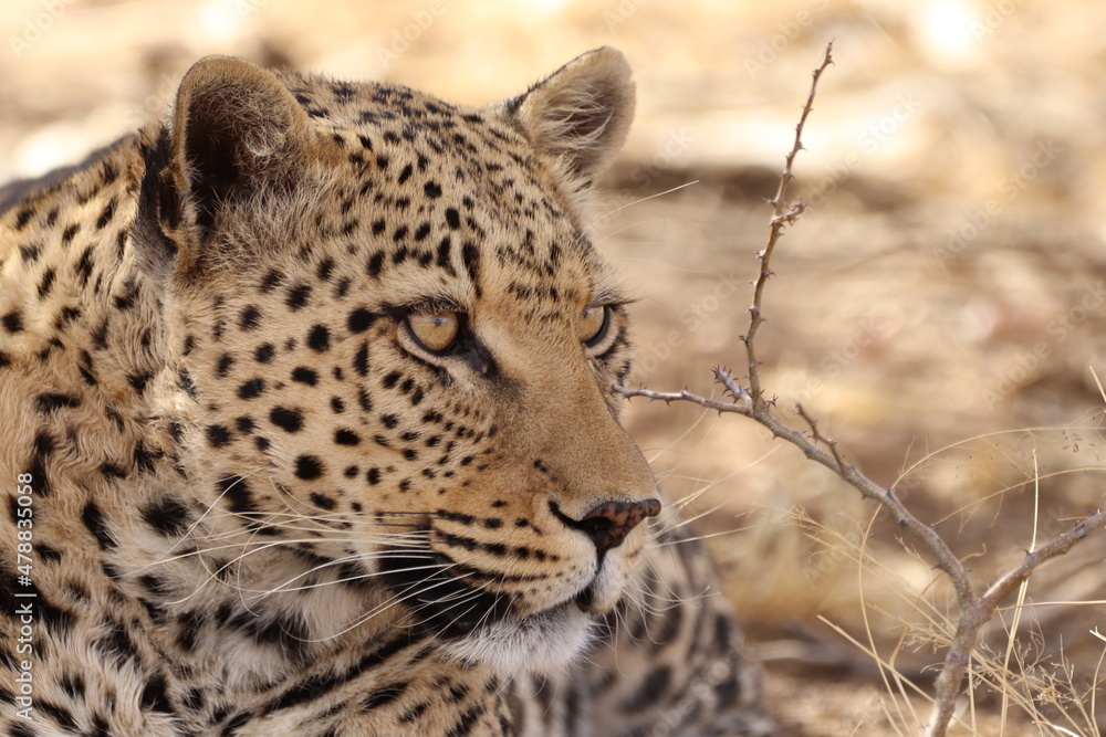 Close-Up of Adorable Leopard in the Namibian Desert Close-Up of Adorable Leopard in the Namibian Desert