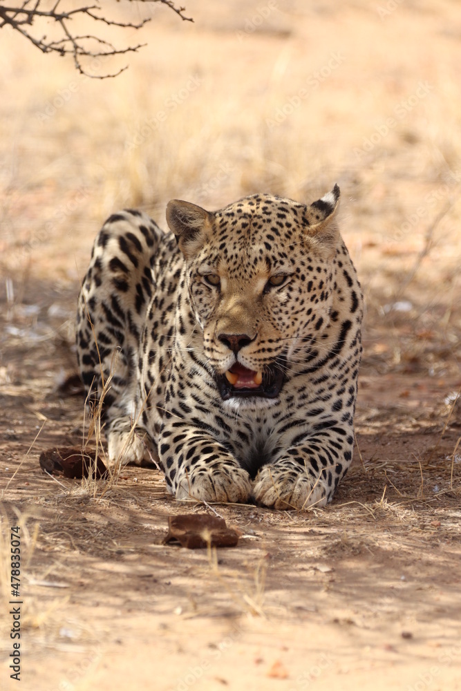 Adorable Leopard in the Namibian Desert Adorable Leopard in the Namibian Desert