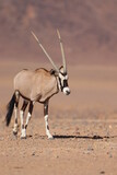 Oryx Antelope in the Namibian Desert