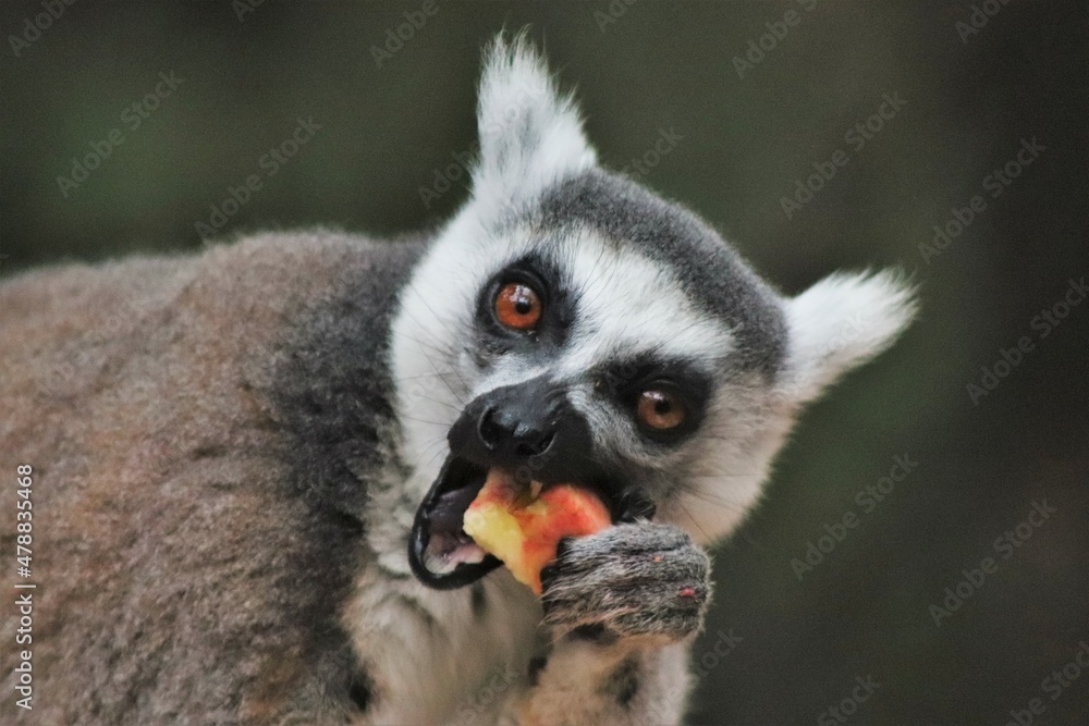 Obraz premium Adorbale eating Lemur