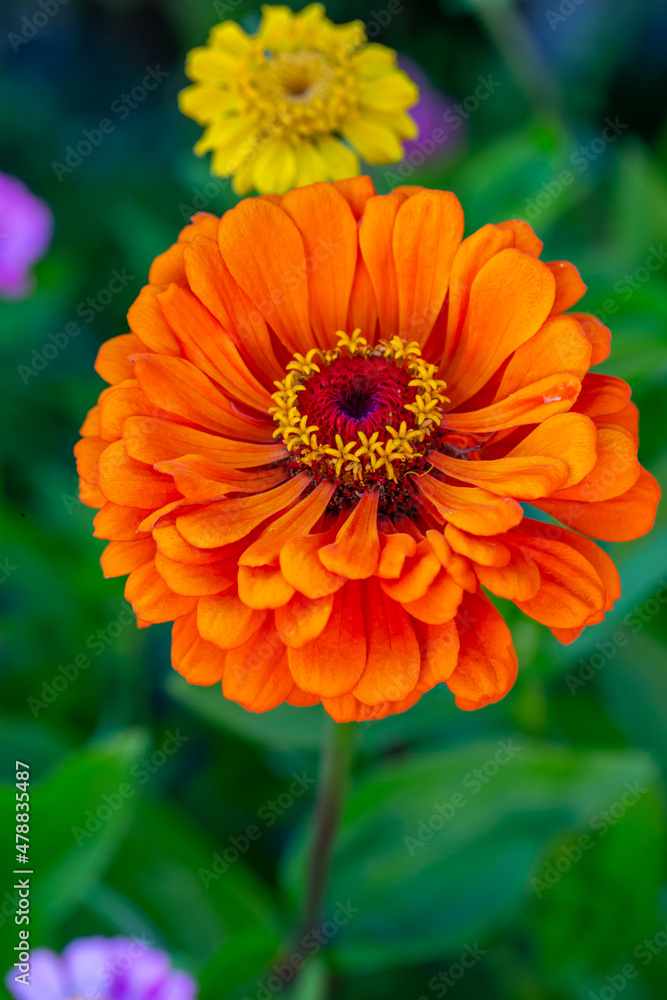 Blossom orange zinnia flower on a green background on a summer day macro photography. Blooming zinnia with orange petals close-up photo in summertime Blossom orange zinnia flower on a green background on a summer day macro photography. Blooming zinnia with orange petals close-up photo in summertime