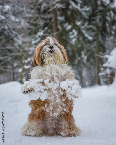shih tzu dog stands in the snow in winter Stock Photo Adobe Stock