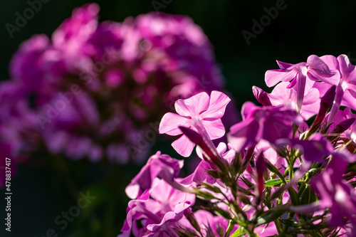Blooming pink phloxes macro photography on a summer sunny day. Purple phlox little flowers close-up photo in the summer garden. A flowering plant in sunlight with pink petals floral background.