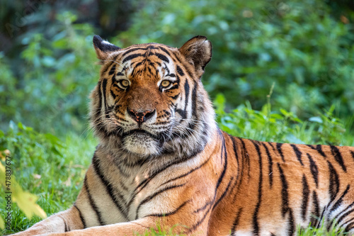 Fototapeta Naklejka Na Ścianę i Meble -  Sibirian Tiger sitting relaxed in green forest, endangered species