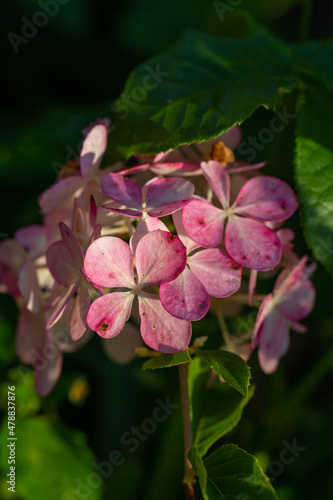 Blooming pink hydrangea flowers macro photography on a summer day. Large cap of garden hydrangea with pink flowers close-up photo in summertime. Large ball of flowers with pink petals.
