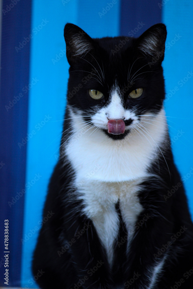 black and white cat with the tongue sticking out
