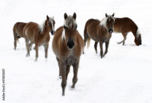 pferdeherde im schnee