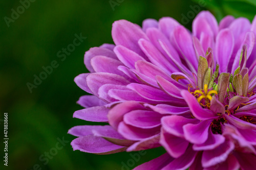 Blossom pink zinnia flower on a green background on a summer day macro photography. Blooming zinnia with purple petals close-up photo in summertime. 