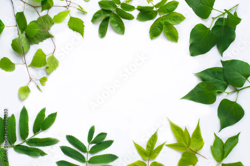 Green leaves on white background with copy space