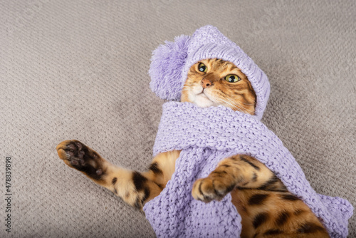 Fototapeta Naklejka Na Ścianę i Meble -  A charming Bengal cat dressed in a scarf and a hat is lying on a blanket.