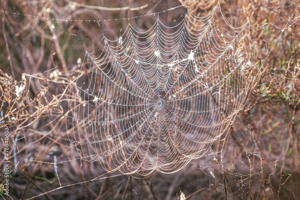 tela de araña entre los matojos con gotas de roció - obrazy, fototapety, plakaty 