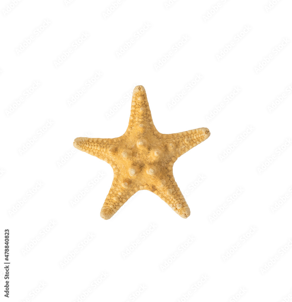 Dried starfish isolated on a white background. Dried starfish isolated on a white background.