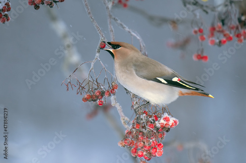 A beautiful Bohemian Waxwing (Bombycilla garrulus) feeding on Rowan tree berries on a cold winter day