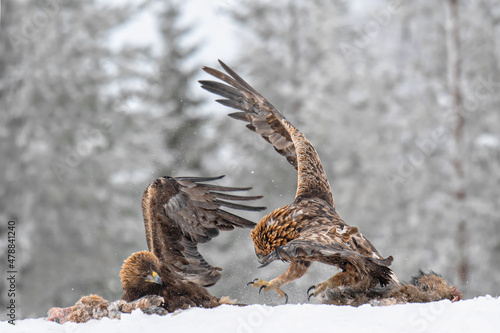 Two Golden eagles fight over a carcass