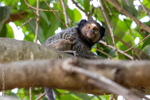 The monkey on the tree. The Black-tufted marmoset also know as Mico-estrela is a typical monkey from central Brazil. Species Callithrix penicillata. Animal lover. Wildlife.