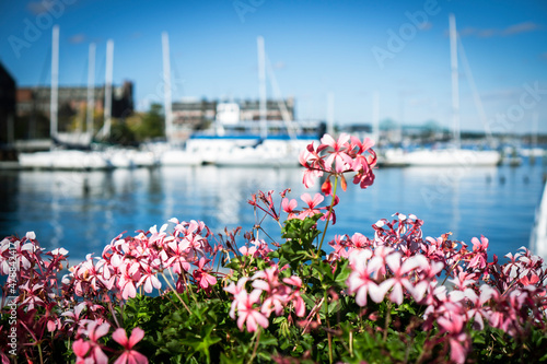 View of blooming flowers on a pier with sailing boats taken with shallow depth of field © Renata