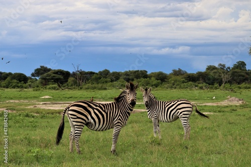 A pair of zebras in savannah