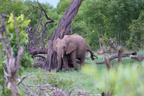 An African elephant in savannah photo