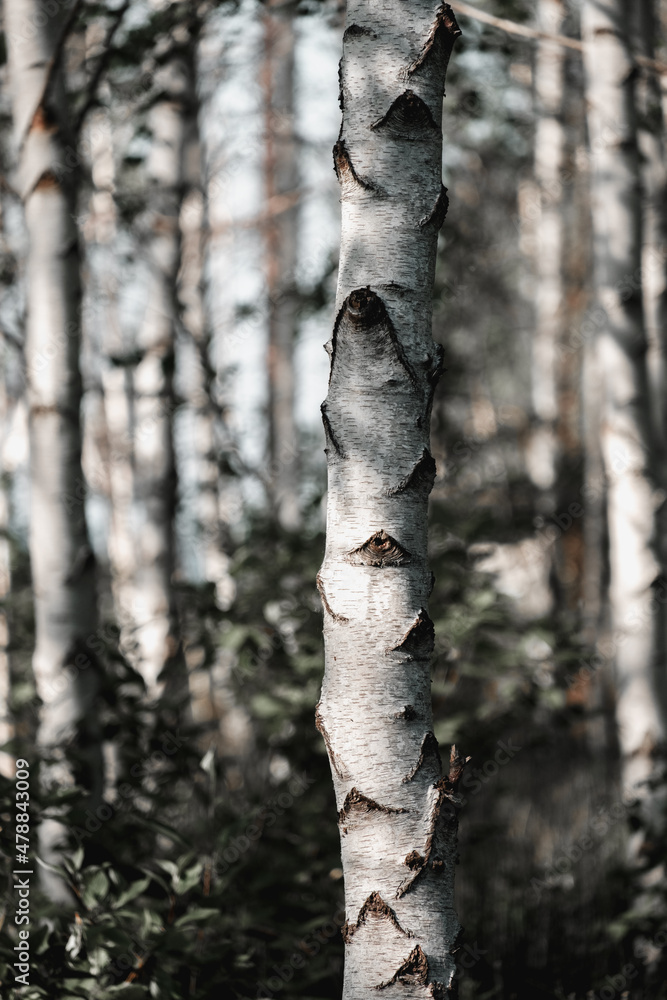 Fototapeta premium Birch Tree