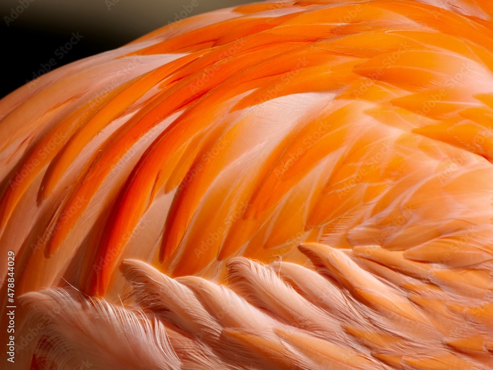 Fototapeta premium Flamingo feather texture pattern background