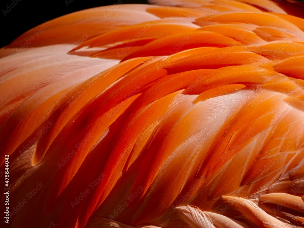 Fototapeta premium Flamingo feather texture pattern background
