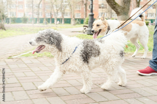 Professional male dog walker walking a pack of dogs on park trail