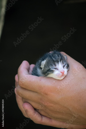 little kitten in hand