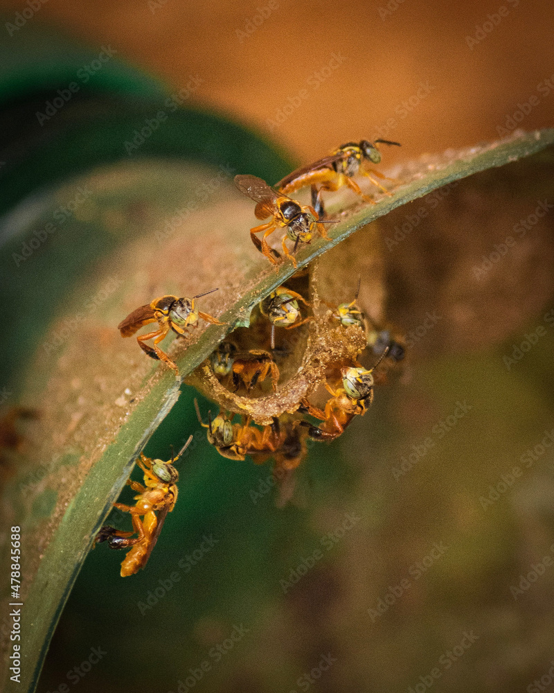 entrance of a stingless bee hive. Stingless Brazilian bees. Stingless