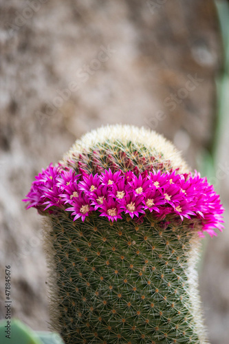 cactus flower in the garden