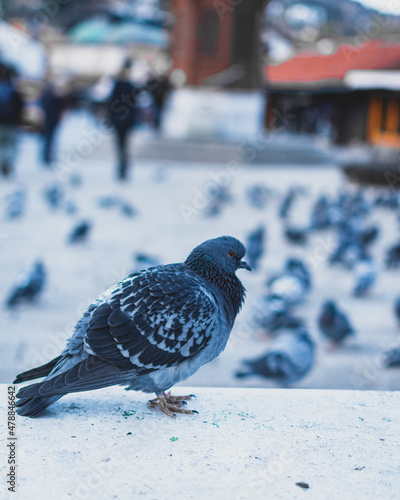 Close up of a pidgeon