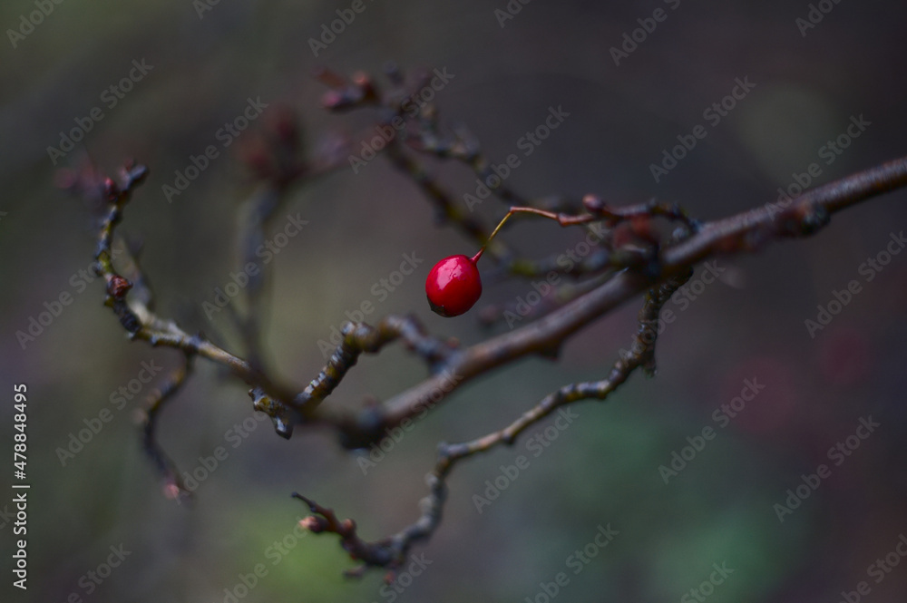 red berries on a tree - obrazy, fototapety, plakaty 