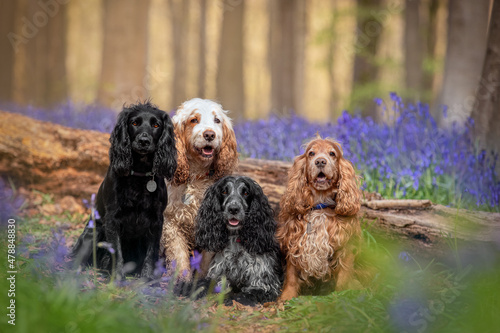 Four Spaniels Dogs  in Bluebells 
