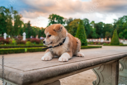 Dog Akita on the walk