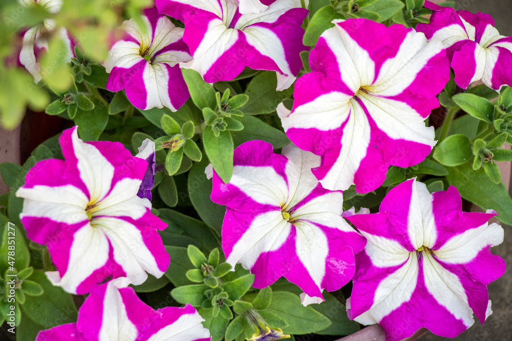 pink and white petunia flowers pink and white petunia flowers
