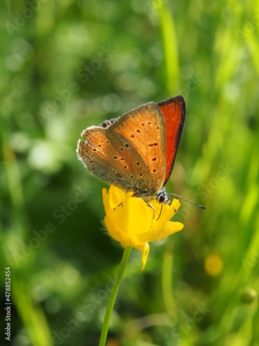 Papillon Macro